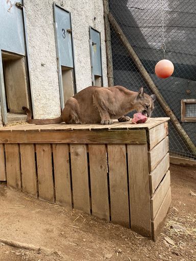 Puma Pelé verzehrt sein erstes Rindersteak auf
steirischem Boden
