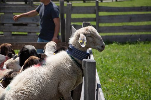  Nun geht es mit Herdenschutz-Halsband auf die Alm.
Die Tiere werden in ihrem typischen Bewegungs- und Lebensraum nicht
eingeschränkt.