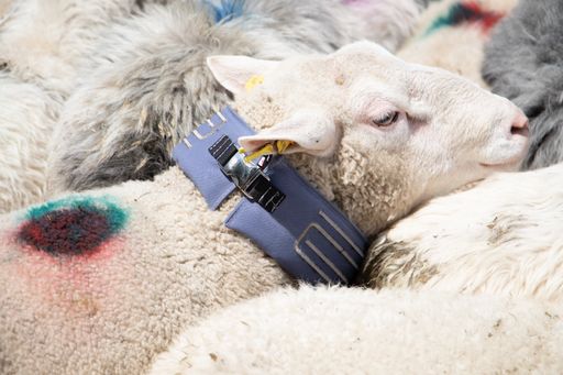 Vorschau Bild von Die Schafe tragen den zukunftsträchtigen
Herdenschutz um den Hals: Eine Kleinherde in Osttirol wurde bereits
mit einer Testserie auf die Alm aufgetrieben. Bis in den Herbst soll
die Feldstudie alle relevanten Daten für die Serienfertigung
liefern.