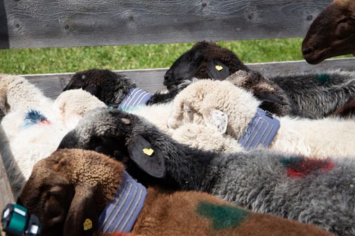 Vorschau Bild von Nun geht es mit Herdenschutz-Halsband auf die Alm.
Die Tiere werden in ihrem typischen Bewegungs- und Lebensraum nicht
eingeschränkt. Das Nutztier trägt das Wolfshalsband wie ein
herkömmliches Halsband, zB für Glocken.