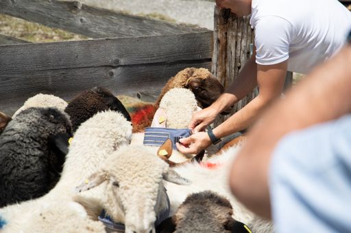Vorschau Bild von Der Druck des Drosselbisses löst einen Stromschlag
im Abwehrband aus, die Spannung ist vergleichbar mit der eines
Elektrozauns, also ungefährlich für Mensch und Tier.