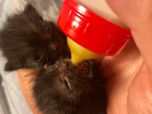 Katzenbabys Minka und Blacky bei der Fütterung