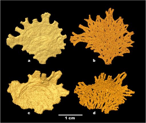 Mikro-CT-Scans von Jullienella foetida. Links: die
äußeren Gehäuse, rechts: die inneren Hohlräume ohne die Gehäuse