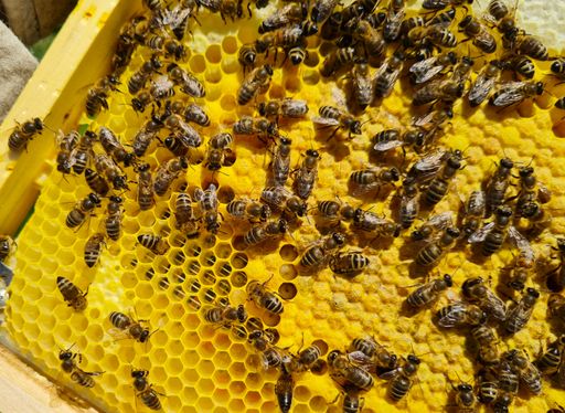 Brutwabe teilausgebaut mit sichtbarer Heizfläche