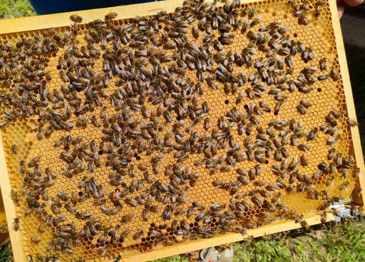 Vorschau Bild von vollausgebaute Brutwabe mit Heizfläche
