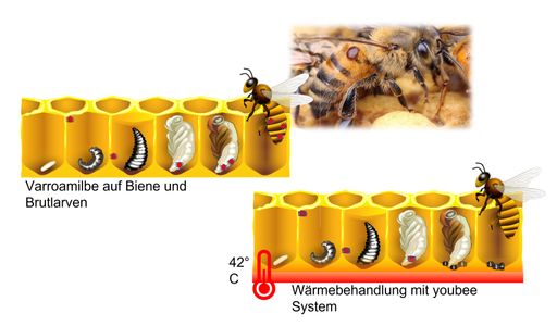 Vorschau Bild von Funktion der Varroabekämpfung mittels des youbee
Systems