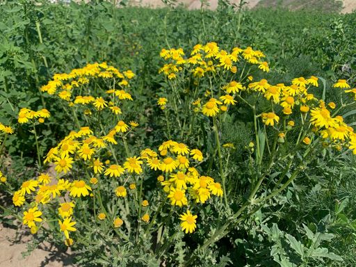  Blumen- und Pflanzen auf der 15.000m2 großen
Blühwiese von Kovanda in Gerasdorf.