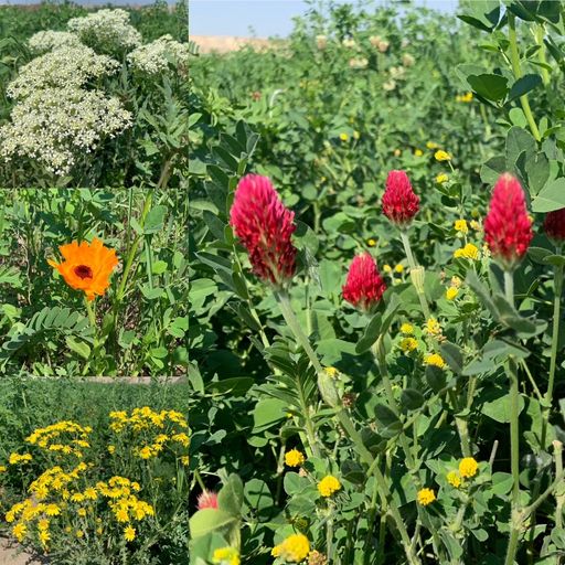 Vorschau Bild von Blumen- und Pflanzen auf der 15.000m2 großen
Blühwiese von Kovanda in Gerasdorf.