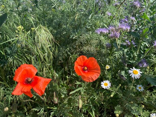 Vorschau Bild von Blumen- und Pflanzen auf der 15.000m2 großen
Blühwiese von Kovanda in Gerasdorf.