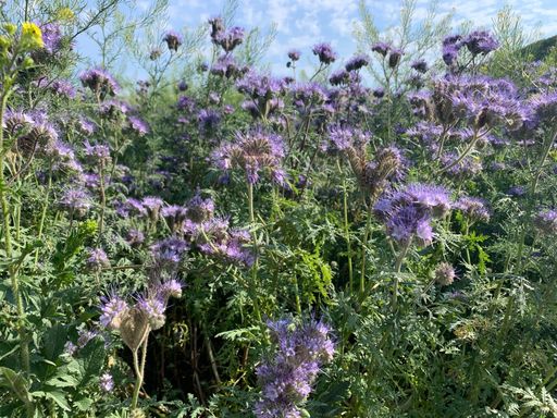 Vorschau Bild von Blumen- und Pflanzen auf der 15.000m2 großen
Blühwiese von Kovanda in Gerasdorf.