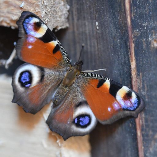Häufigster Schmetterling 2021, Tagpfauenauge