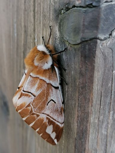 Vorschau Bild von Most liked Schmetterlingsfoto in der App, Birkenspinner.
Fotocredit: schmetterlingsapp.at/Christine Hiessberger