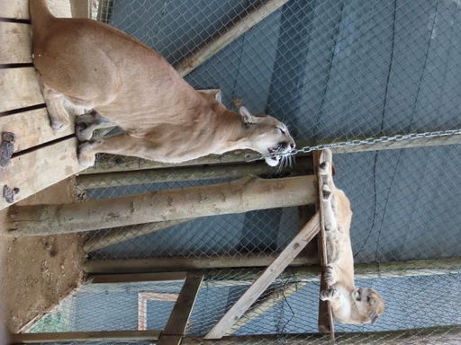 Vorschau Bild von Die beiden Pumas Pele und Missoula nach der Vergesellschaftung im
Vorabsperrer