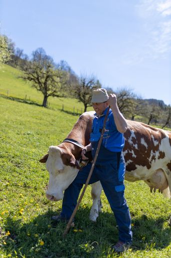Vorschau Bild von Schärdinger Milchbäuerinnen und Milchbauern setzen
auf Methanreduktion