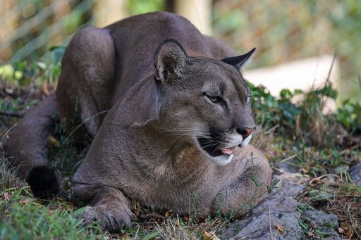 Vorschau Bild von Puma Pelé entdeckt sein riesiges Außengehege
