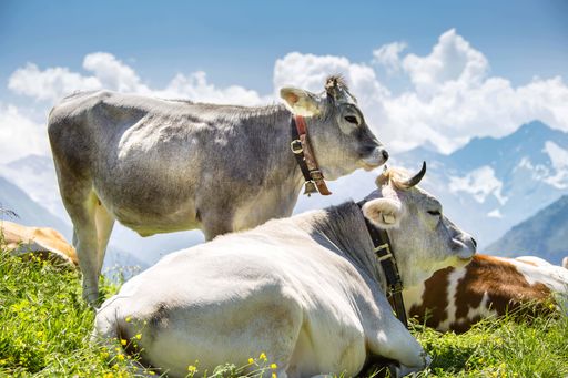 Heumilchkühe auf Sommerfrische