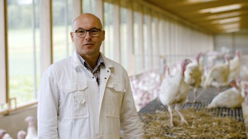 Putenbauer Franz Schwödiauer: „Je genauer und
hygienischer wir arbeiten, desto gesünder die Herde. Ein kompletter
Ausfall der ganzen Herde würde uns schwer treffen.