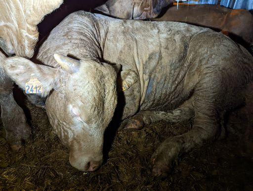 Louis, ein Bullenkalb aus Frankreich, wird unter unzumutbaren
Bedingungen auf die Kanaren transportiert. August 2022 / Weiterer
Text über ots und www.presseportal.de/nr/107198 / Die Verwendung
dieses Bildes ist für redaktionelle Zwecke unter Beachtung ggf.
genannter Nutzungsbedingungen honorarfrei. Veröffentlichung bitte
mit Bildrechte-Hinweis.