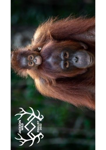  Eyes of the Orangutan_Laurel