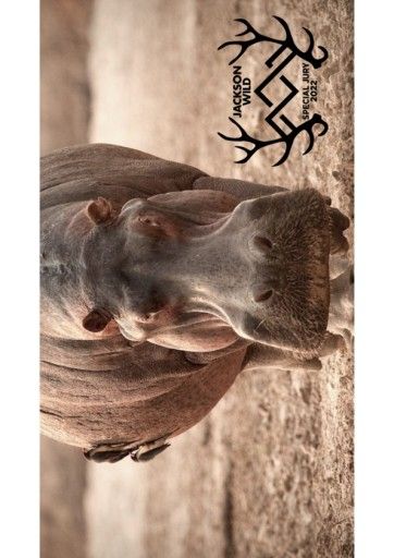 Vorschau Bild von Hippo King_Laurel