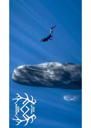 Vorschau Bild von Patrick and the Whale_Laurel