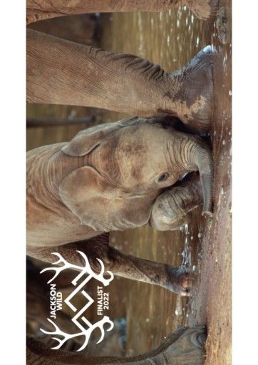 Vorschau Bild von Elephant and the Termite_Laurel
