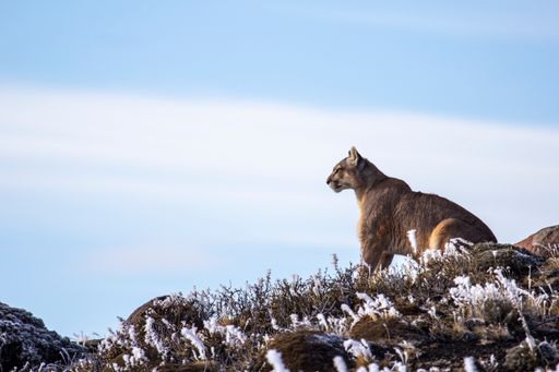 Vorschau Bild von Pumas - Legenden der Eisberge