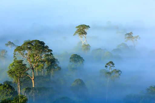 Vorschau Bild von Nature's Networks