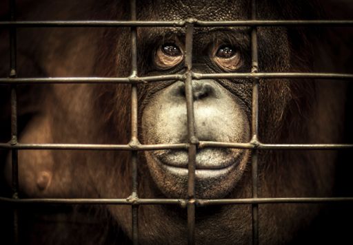 Vorschau Bild von Eyes of the Orangutan