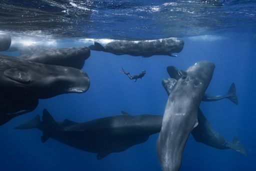 Vorschau Bild von Patrick and the Whale