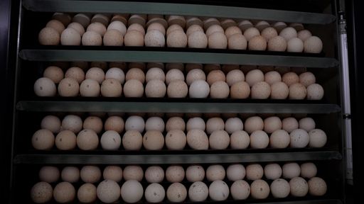 Vorschau Bild von In den modernen Brutmaschinen herrschen ähnliche Bedingungen wie
unter der Henne. Nur sind es 10.000 Eier statt 10 die auf einmal
gebrütet werden.