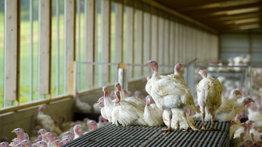 Vorschau Bild von Die gute Pute liebt die erhöhten Ebenen. Hinaufspringen und sich
aufplustern wie in der freien Natur auch. So artgerecht wie möglich
ist auch die Vorgabe im AMA-Gütesiegel Programm.