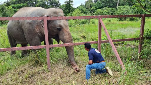 Vorschau Bild von Elefant Kaavan erkannte seinen Retter sofort