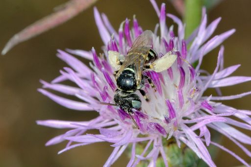 Steppen-Buntbiene "Camptopoeum frontale" auf einer
Flockenblume