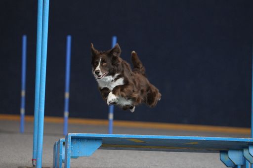 Pfeilschnelle Hunde in Österreich