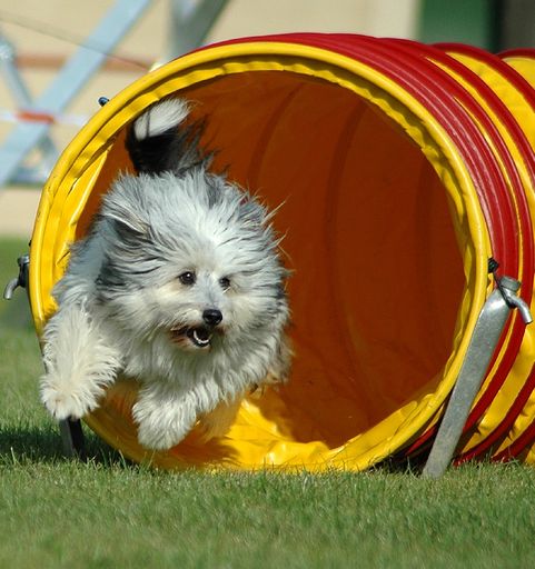 Agility Weltmeisterschaft der Hunde in Österreich
eröffnet
