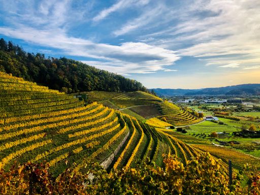  Herbst bei Ortenberg in der Ortenau