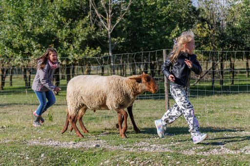 Vorschau Bild von Die Kinder der Kovanda-Mitarbeiter:innen hatten -
neben Bäume einpflanzen - auch sehr großen Spaß mit den Schafen von
Kovanda am Schafberg.