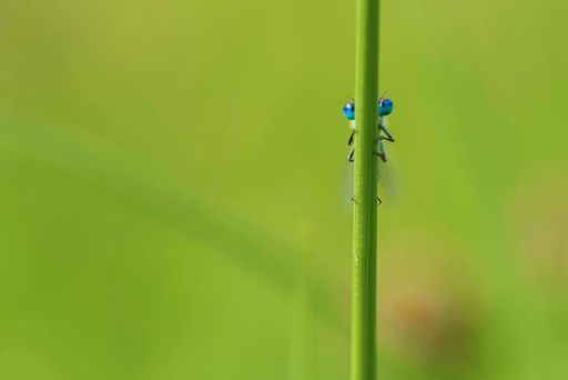Vorschau Bild von Versteckspiel - Azurjungfer hinter Schachtelhalm