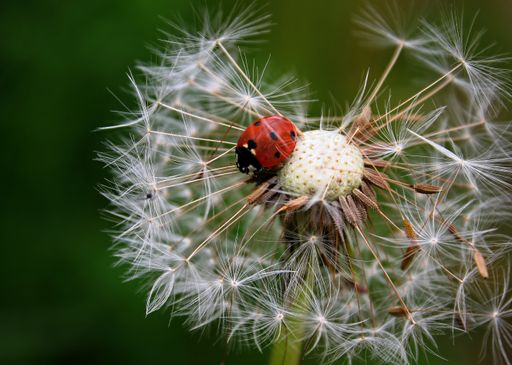 Vorschau Bild von Marrienkäferl auf Pusteblume