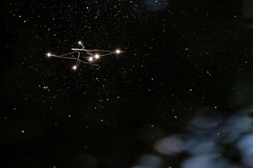 Vorschau Bild von Cosmic Peter - Wasserläufer in der Traun-Donau-Aue