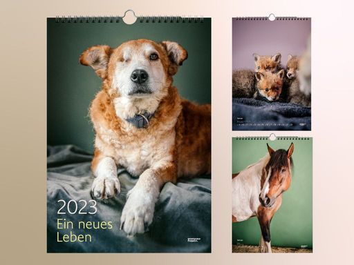 Der Greenpeace Magazin-Kalender 2023 "Ein neues Leben" soll den
Blick für die Zwangslagen nicht artgerecht gehaltener Tiere schärfen
und dazu ermutigen, nicht wegzuschauen, sondern Partei für Tiere in
Not zu ergreifen. / Weiterer Text über ots und
www.presseportal.de/nr/12442 / Die Verwendung dieses Bildes ist für
redaktionelle Zwecke unter Beachtung ggf. genannter
Nutzungsbedingungen honorarfrei. Veröffentlichung bitte mit
Bildrechte-Hinweis.