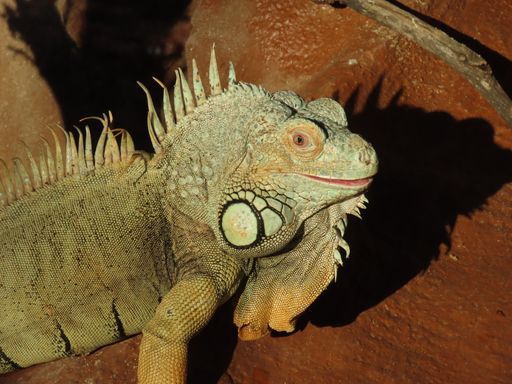 Vorschau Bild von Grüner Leguan "Big John" hat neue Mitbewohner bekommen: 3
männliche Zwergseidenäffchen