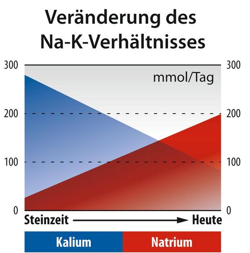 Die Veränderung des Natrium(Na)-Kalium(K)-Verhältnisses /
Weiterer Text über ots und www.presseportal.de/nr/113214 / Die
Verwendung dieses Bildes für redaktionelle Zwecke ist unter
Beachtung aller mitgeteilten Nutzungsbedingungen zulässig und dann
auch honorarfrei. Veröffentlichung ausschließlich mit
Bildrechte-Hinweis.