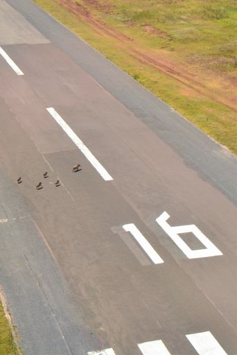 Vorschau Bild von Kenia Mt. Kenia Airstrip Warzenschweine I