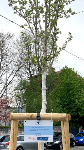 Vorschau Bild von Bepflanzung eines Baumes in Wien