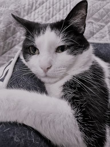 Vorschau Bild von Kater Pauli nach seiner Operation