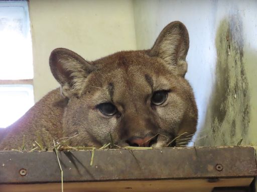  Puma Männchen Arun kurz nach der Ankunft in der Tierwelt
Herberstein
