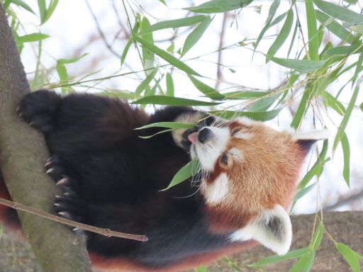 Vorschau Bild von Roter Panda Anouk bei der Bambus Fütterung