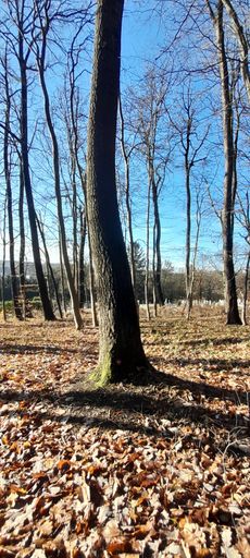 Vorschau Bild von Naturbestattung GmbH. Zadrobilek:
Naturbestattungsanlage „Wald der Ewigkeit“ in Mauerbach (NÖ)
eröffnet. Die Pionierin der Naturbestattung ergänzt mit einem
wunderschönen Wald zur Baumbestattung das Angebot westlich von Wien.